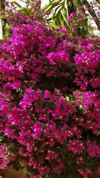 Bougainvillea Santa Rita Vibrerande Prydnadsvin Essensen Denna Exotiska Växt Visar — Stockvideo