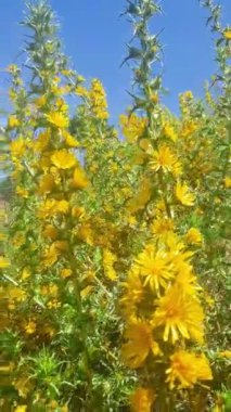 Gece boyunca yağmur yağar, bu görüntü gece düşen yağmurun sesini kaydeder. Yağmur yumuşak ve naziktir. Sakinleştirici ve rahatlatıcı bir atmosfer yaratır..