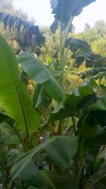 Gece boyunca yağmur yağar, bu görüntü gece düşen yağmurun sesini kaydeder. Yağmur yumuşak ve naziktir. Sakinleştirici ve rahatlatıcı bir atmosfer yaratır..