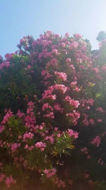 Gece boyunca yağmur yağar, bu görüntü gece düşen yağmurun sesini kaydeder. Yağmur yumuşak ve naziktir. Sakinleştirici ve rahatlatıcı bir atmosfer yaratır..