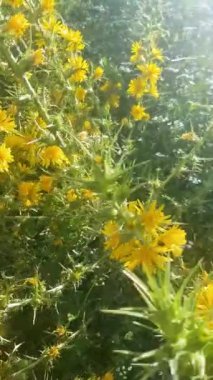 Gece boyunca yağmur yağar, bu görüntü gece düşen yağmurun sesini kaydeder. Yağmur yumuşak ve naziktir. Sakinleştirici ve rahatlatıcı bir atmosfer yaratır..