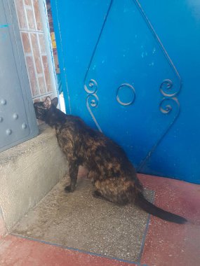 Kapalı bir kapıya kafasını yaslamış bir kedi. Kedi kararlı bir şekilde kapıya bakıyor.