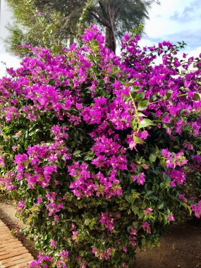 Bougainvillea vine has vibrant ornamental bloom; A cascade of vibrant hues bursts forth; a riot of magenta; fuschia; and purple that dances against the emerald backdrop of lush foliage. clipart