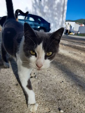 Gri Smokin Kedisi 'nin Cazibeli Bakışı, Yakından çekilen portre bir smokin kedinin zarafetini ve çekiciliğini yakalar. Kedi derisi tüyler, smokin izleriyle tanımlanır, delici gözleri doğrudan kameraya bakar..