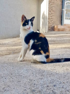 Calico kedisi, güneş ışığı ve gölgelerin altında, yeryüzünün üzerinde görkemli bir şekilde oturur. Tacı, ateşli turuncu benekli bir kürk senfonisi, kremsi beyaz, ve gece yarısı siyahı, kedi severler için.