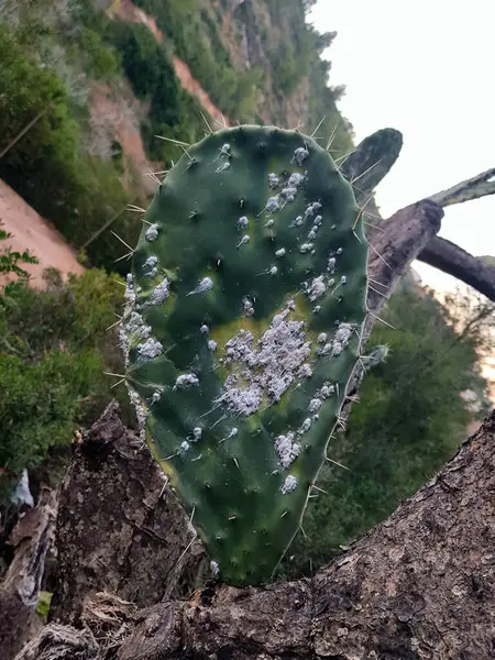 stock image A single prickly pear pad rises from its dead source. White spots on the skin, a mosaic of green and earthy brown, and its spines are persistent, but it is nature's armor but it is strong.
