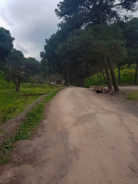 Yüce çam ağaçlarının heybetli varlığıyla. Çam iğnelerinin hışırtıları ve yemyeşil bir kokuyla çevrili yol boyunca yürü. Dalların arasından süzülen benekli güneş ışığına şaşar, hafif bir parıltı saçar