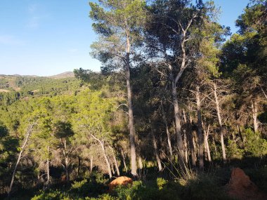 Bu fotoğraf, güneş ışığıyla yıkanmış bir çam dağını gösteriyor dağ yemyeşil çam ağaçlarıyla kaplı ve güneş ışığı ağaçlardan yansıyarak çarpıcı bir etki yaratıyor.