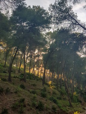 Ağaçların gövdelerini ve aşağıdaki zemini aydınlatan bir çam ormanının içinden geçen bir güneş ışığı huzmesi. Görüntü hem güzel hem de sakin ve bir çam ormanının doğal güzelliğini yakalıyor.