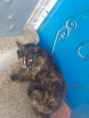 Bu görüntü evsiz bir kaplumbağa kabuğundan bir kedinin oturduğunu gösteriyor. Kedi, altın ve siyahın güzel bir tonu ve kürkü kirli ve kirli. Kedinin gözleri üzgün ve kulakları sarkık
