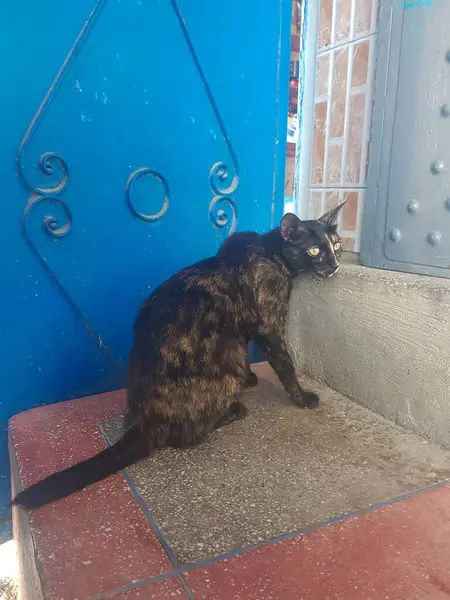 Görkemli siyah ve altın tekir kedi yalnız oturuyor. Kedi tamamen hareketsiz ve kürkü koyu siyah ve altın renginde. Kedinin gözleri delici sarı renktedir