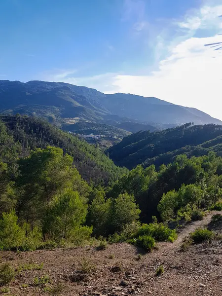 Ağaçların arasında dans eden güneş ışınları olan güzel bir çam ormanı. Güneş ışınları orman zemininde lekeli bir etki yaratır ve ağaçlar koyu yeşil renktedir.