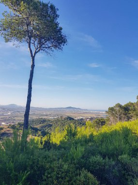 Büyülü bir orman ortamında genç bir çam ağacı büyüyor. Ağaç yemyeşil eğreltiotlarıyla çevrili ve arka plan da yüksek çam ağaçları ve mavi bir gökyüzü ile tepelerin karışımı.