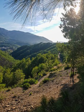 Çam ormanının üzerinde yükselen bir dağ sırasının görkemli güzelliği. Zirveler altın ışıkla kaplanmış ve orman sisle örtülmüş.