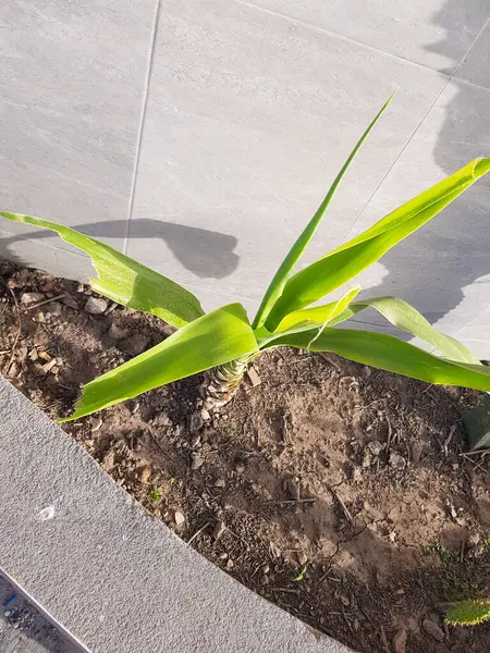 Crinum asiaticum bir ev bahçesinde güzeldir. Yeşiller yemyeşil, dinginlik hissi yaratıyor.