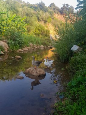 Parlak bir vadide dinlenen Toulouse kazları sürüsü. Kazlar beyaz ve gridir, etrafları su ve manzaralarla çevrilidir. Görüntü, doğal çevrenin güzelliğini ve huzurunu yakalar.