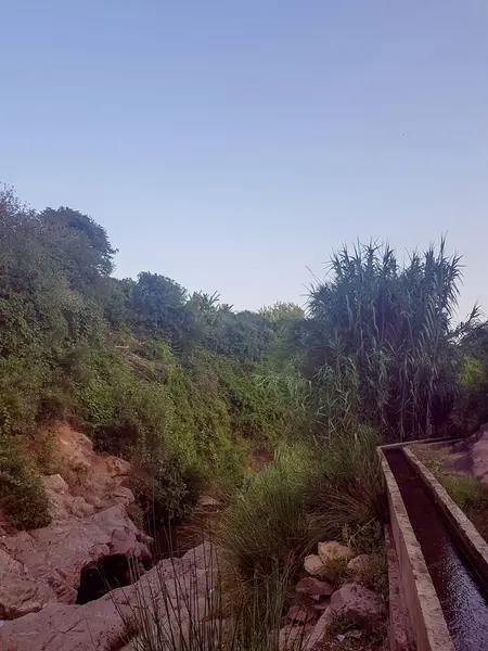 Böğürtlen dikeni ve dev sazlıklarıyla yemyeşil bir vadi. Devedikeni bitkileri mor çiçeklerle kaplıdır ve dev sazlıklar rüzgarda sallanır. Doğal dünyanın güzelliği ve bolluğu.