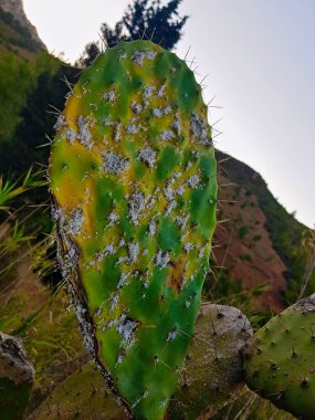 Dikenli armut kaktüsündeki beyaz noktalar olan dikenli armut kaktüsündeki beyaz mantar, doğa sanatı bu ruh hali tabakasında beklenmedik dersler alır..