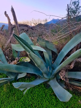 Doğa güzelliği görüşü, Agave Americana, zaman ve doğa tarafından yontulmuş bir heykel başyapıtı olarak duruyor. Manzaranın acımasız güzelliği. Kuraklığın doğasının saf özü.,