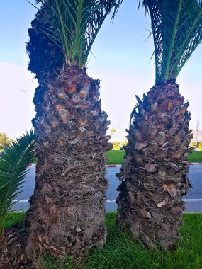 Palmiye ağaçlarının gövdesi.