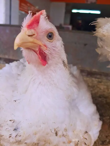 stock image Graceful White Hen Portrait, A close-up of a pristine white chicken with its left side facing the camera. The feathers are immaculate, and the chicken exudes a sense of purity and elegance.