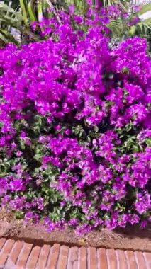 Göz kamaştırıcı bougainvillea şehir manzarasında çiçek açmış, pembe rengi parıldarken rüzgarda dans ediyor.