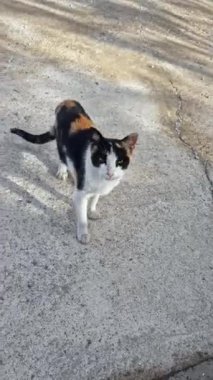 Yumuşak, lüks kürklü Calico kedisi yere nazikçe yerleşmeden önce kameraya bakar.