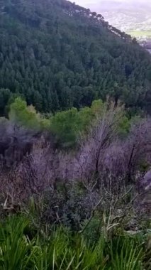 Önünde yeşil çam ağaçları olan dağın manzarası ağaçlar ateşten kurtulur.