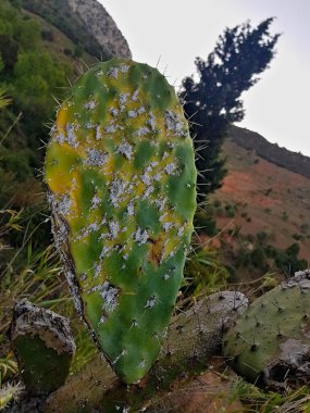 A white fungi Portrait on thorny pear cactus, white spots on thorny pear aloe vera, the art of nature takes unexpected courses on this mood painting with white stains filled with scattered Veloster. clipart