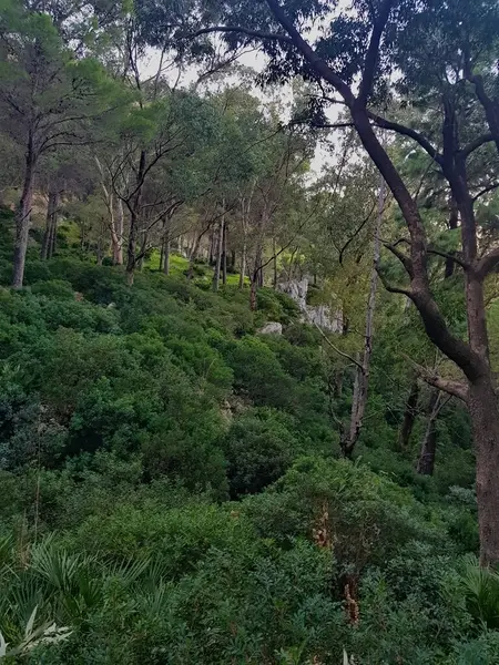 Orman zeminine çam ağaçları ve gövdeleri ile perspektif, orman zemininin eşsiz perspektifinden bir çam ormanının huzurlu güzelliği, dağınık ağaç gövdeleri, ve geniş orman genişliyor.