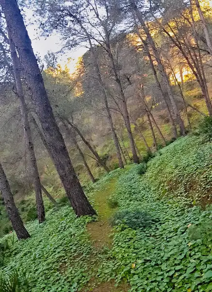 stock image Tranquility and serenity of a landscape amidst lush green pine trees and pleasant weather