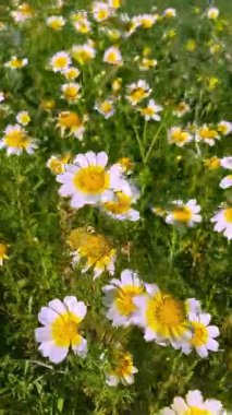 Cladanthus mixtus, Asteraceae familyasından bir bitki türü. Genel olarak papatya çayı olarak bilinir.
