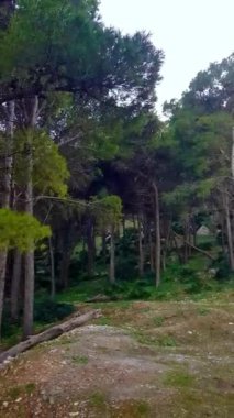 Çam ağaçlarının yumuşak görüntüsü sonsuz yeşil ormanın kalbidir.