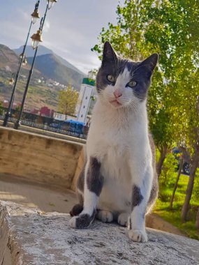 Taş duvarda oturan gri bir smokin kedisi, çekici gri ve beyaz kedi kürkü. Anlamlı gözleri ve dengeli davranışları onu çekici kılıyor ve esir tutuyor.