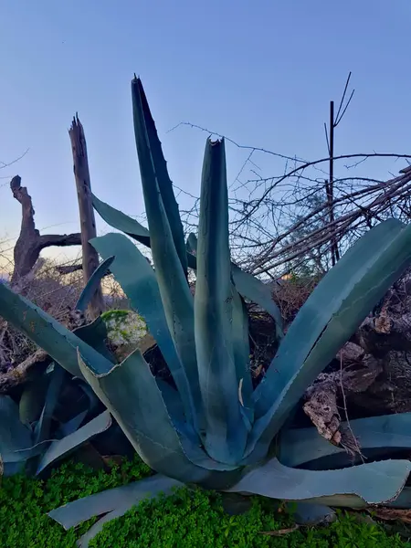 stock image Agave Americana, the raw essence of dry nature and the harsh beauty of rural landscapes