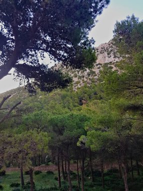 Evergreen çam ormanları arasındaki manzara, yukarıdaki görkemli ağaçlar, yemyeşil yaprakları, ormanın içinden geçen yumuşak, doğal ışığa karşı canlı bir kontrasttır..