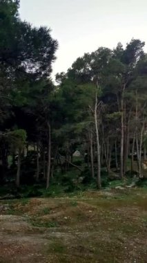 Çam ormanları manzarası, görkemli ağaç kulesi, yemyeşil ağaçlar.