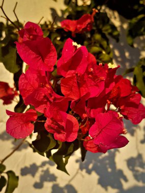 Portre bougainvillea bitkisi, odaklanmış ve detaylı, bougainvillea çiçeklerinin karmaşık dokularını ve canlı renklerini sergiliyor. Çiçekler canlı ve göz alıcı, görsel olarak çarpıcı.