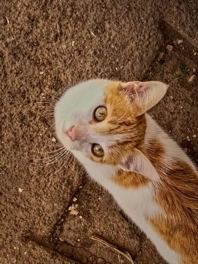 Calico Cat 'in büyüleyici bakışları, kedinin çarpıcı özelliklerini vurgulayan alçak bir açıdan çekiliyor. Kedilerin canlı beyaz ve turuncu işaretleri görsel olarak çarpıcı ve belirgin bir desen oluşturur.