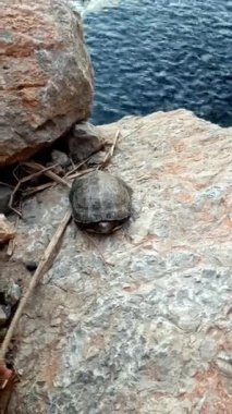 Akan suyun kenarındaki bir kayanın üzerindeki kaplumbağa sahnesi vahşi yaşam ve doğa arasındaki ahenk.