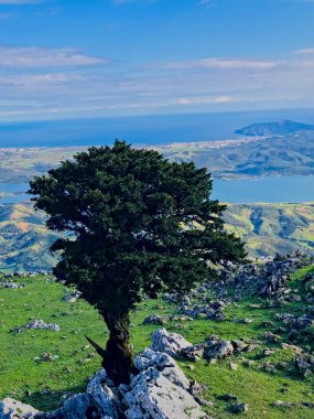 Doğa yukarıdan tek bir ağaçla süslenmiş bu manzaraya sahip. Sahne yuvarlanan tepelerin, parıldayan göllerin ve altında canlı bir duvar halısı yaratan canlı bitkilerin büyüsünü yakalıyor.