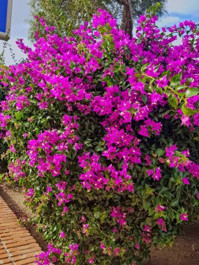 Bougainvillea flower flourishes in full bloom against the backdrop of its green leaves. This vibrant flower, with its rich hues and delicate petals. clipart