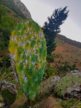 Dikenli armut kaktüsünü süsleyen beyaz mantarlar. Narin beyaz noktalar, kaktüsün sert dokusuna güzel bir tezat oluşturuyor ve çarpıcı bir görsel etkileşim yaratıyor. Kaktüsteki mantar