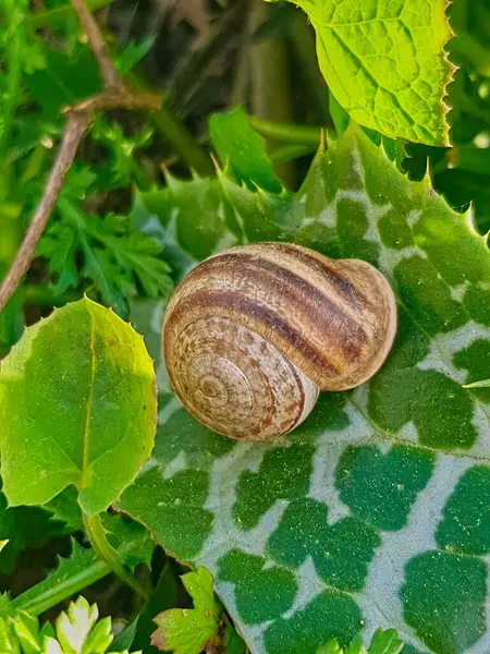Akdeniz bahçe salyangozu olarak da bilinen Eobania vermiculata canlı bir bitki yaprağının üzerine tünemiştir. Salyangozun kabuğunun karmaşık desenleri ve dokusu yeşilliklerle tezat oluşturuyor.