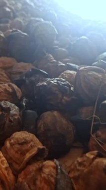 Toprakta birbirine yakın gruplar halinde toplanmış olgun cevizler, kabuğu soyulmamış cevizlerle doğal kabuklarının arasında kontrastın canlı detaylarını vurguluyor.