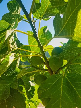 Nature with a closer view of a fig tree branch adorned with non-mature fig fruits, basking in the warm glow of the sun. the intricate details of the branch and the vibrant green figs