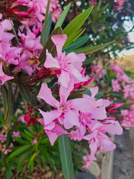 Göz alıcı Oleander çiçekleri, her mükemmel şekillenmiş taç yaprağı zerafet ve zarafetle, canlı bir palet sergiliyor yumuşak pembelerden zengin beyazlara, yemyeşil bir zemin üzerinde.