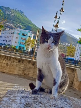 Gri smokinli bir kedi taş bir duvara tünemiş, çarpıcı gri ve beyaz ceketini sergiliyor. Anlamlı gözleri ve dengeli tavırları büyüleyici varlığını daha da artırıyor..