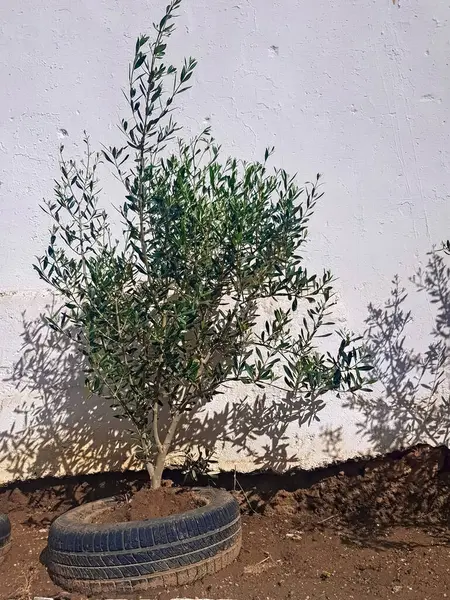 Bir zeytin ağacı lastik bir otomotiv içinde gelişir, sarılır, esnekliği ve yulaf ezmesini simgeler. Bu sıra dışı ağaç, kauçuk bir konteynerin içinde beklenmedik bir sığınak keşfetti.