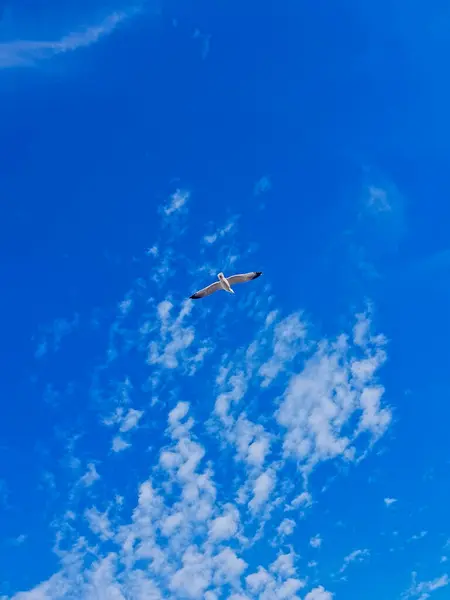 Beyaz bir martı, tüylü bulutlarla lekelenmiş berrak mavi bir gökyüzünde zarif bir şekilde süzülür. Belirgin siyah ve beyaz kanat tüyleri çarpıcı bir kontrast sağlar..